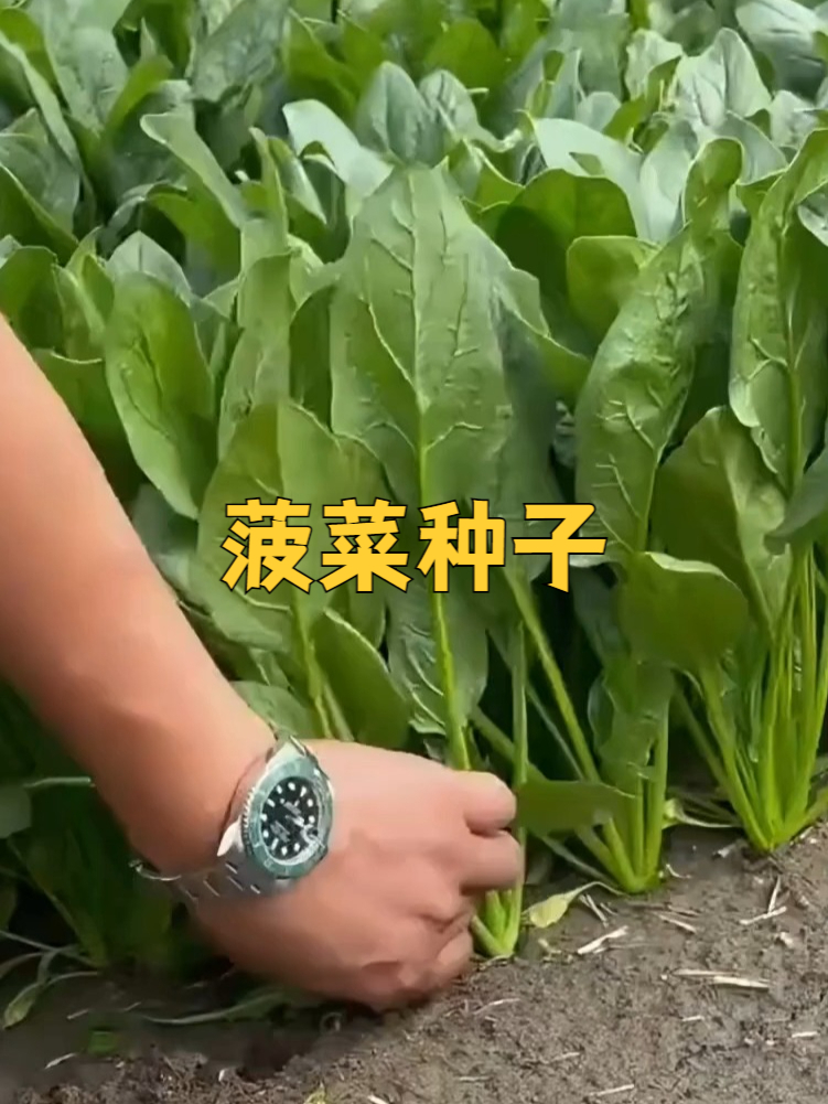 种菠菜种子,回忆童年的快乐