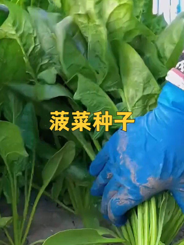 为了美味的菠菜,选好种子很重要