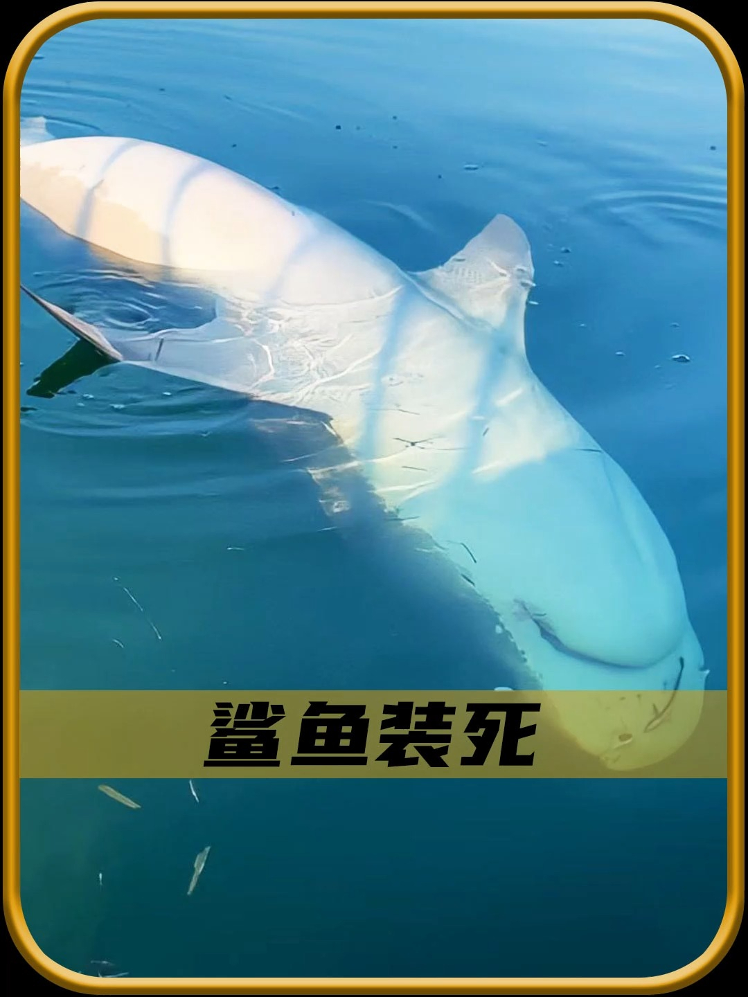 鲨鱼为什么装死,真相令人震惊!
