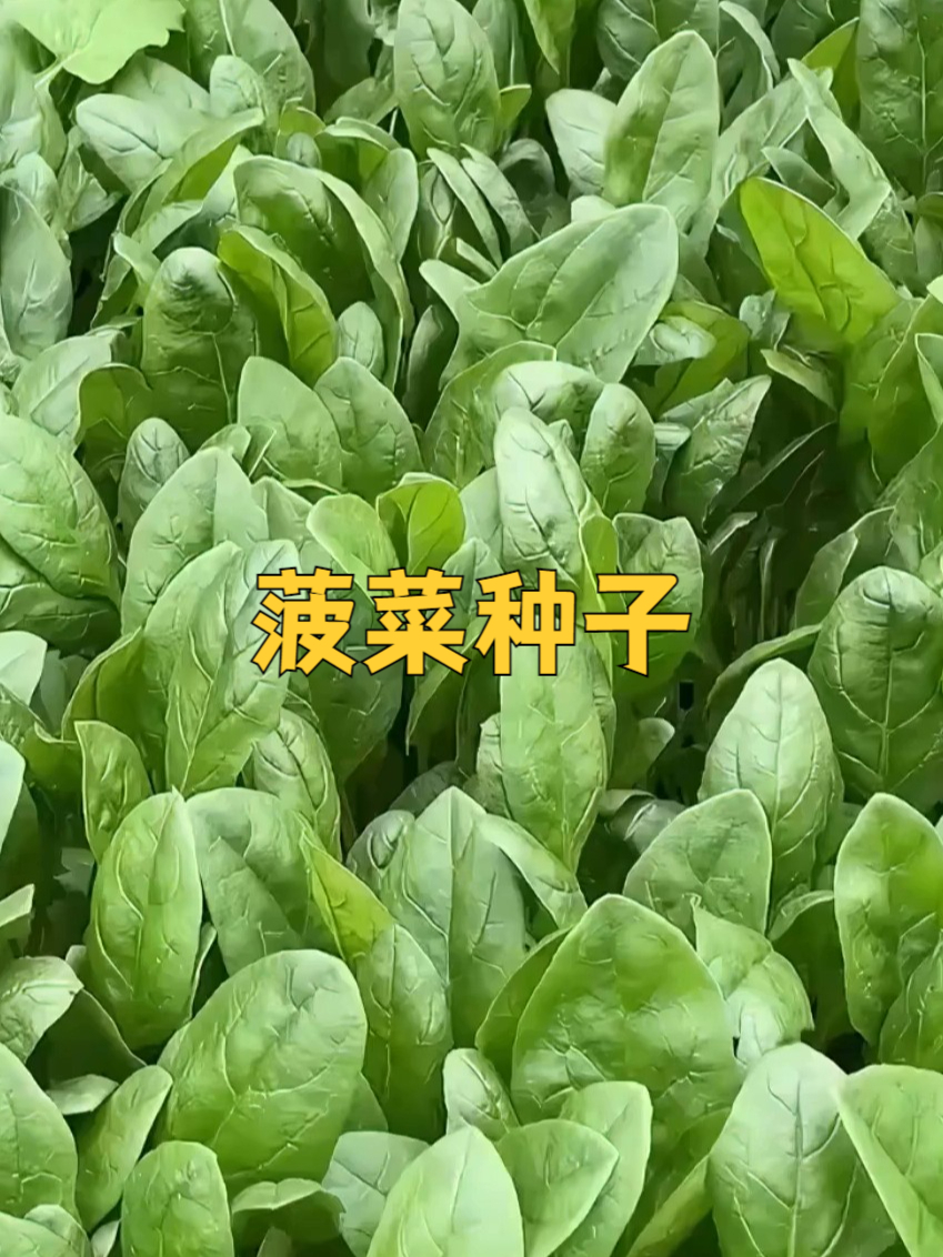 种菠菜种子,留住绿色的记忆