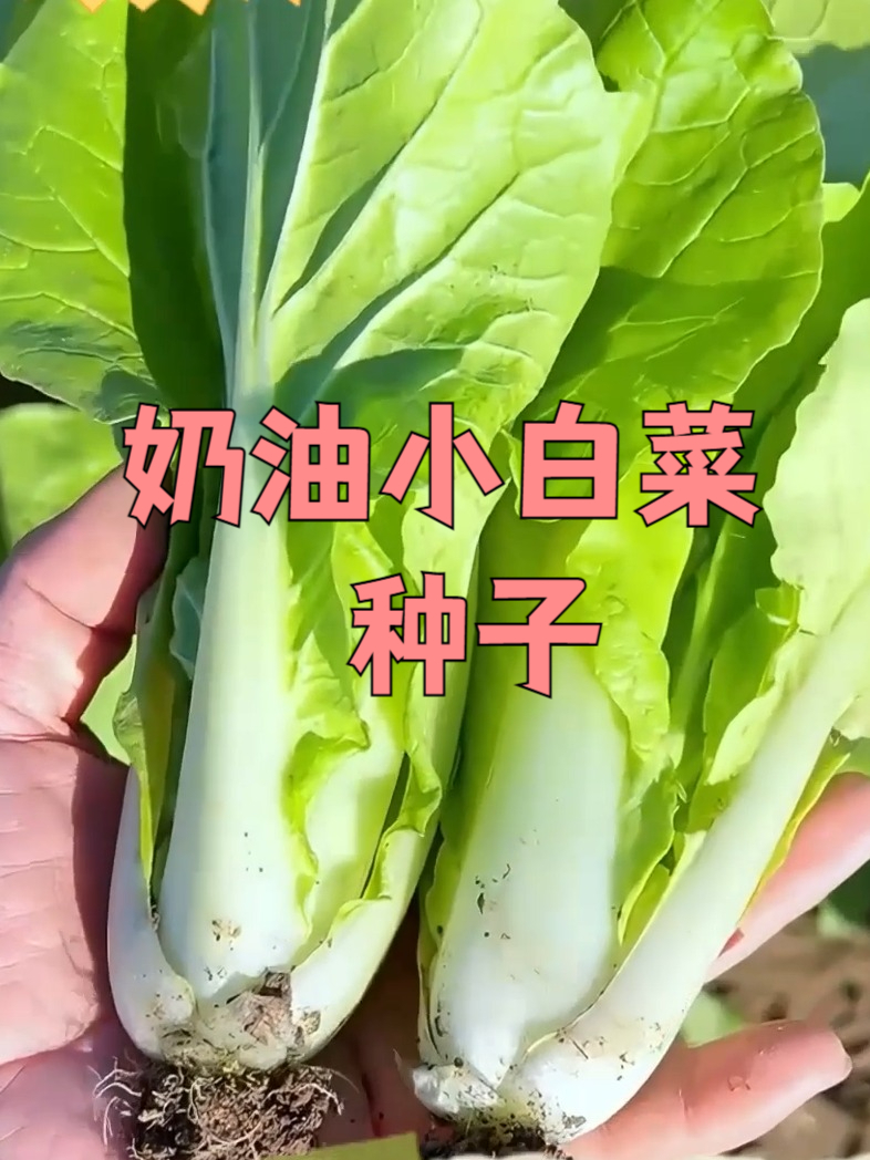不敢信!奶油小白菜种子天然种植,安全指数爆棚!