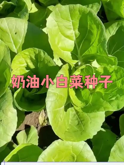 想要特别快吃上自己种的菜,那就种这款奶油白菜