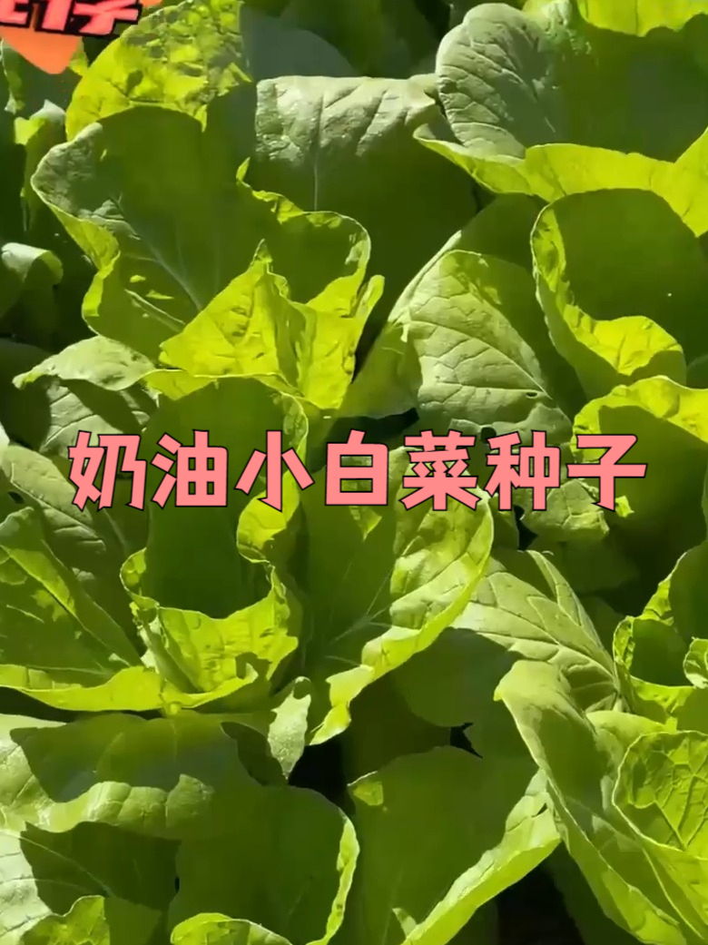 好吃的又好种的奶油小白菜,阳台盆栽小院种植都可以