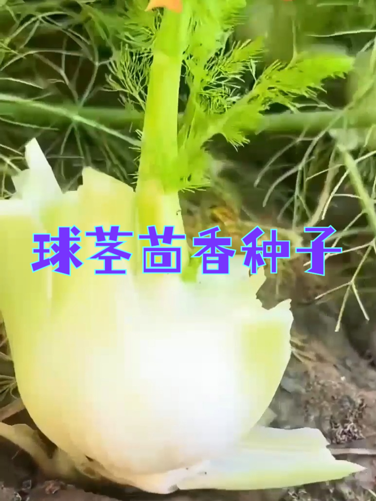 选天然球茎茴香种子,自然种出安心好蔬菜