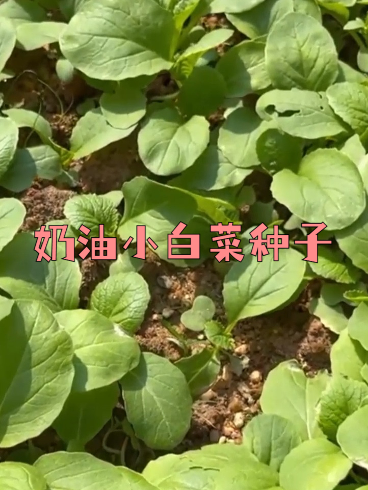 奶油小白菜种子自然种,安全放心吃不停!