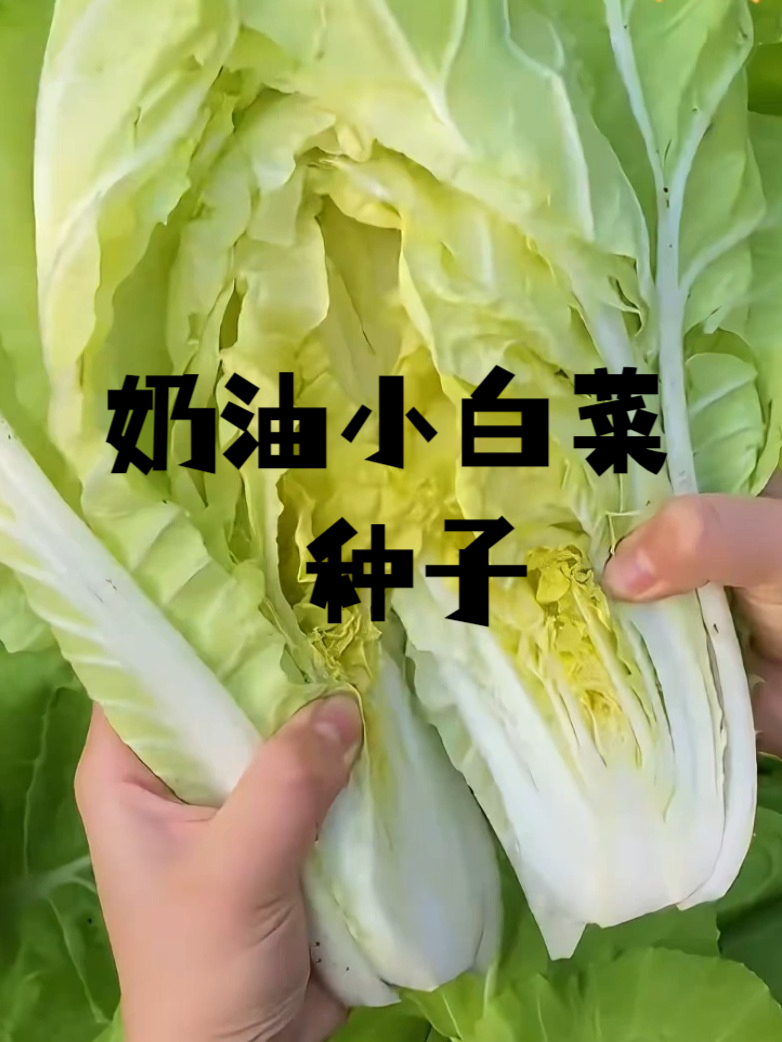 这种奶油小白菜种子,自然种植,安全到能直接吃!