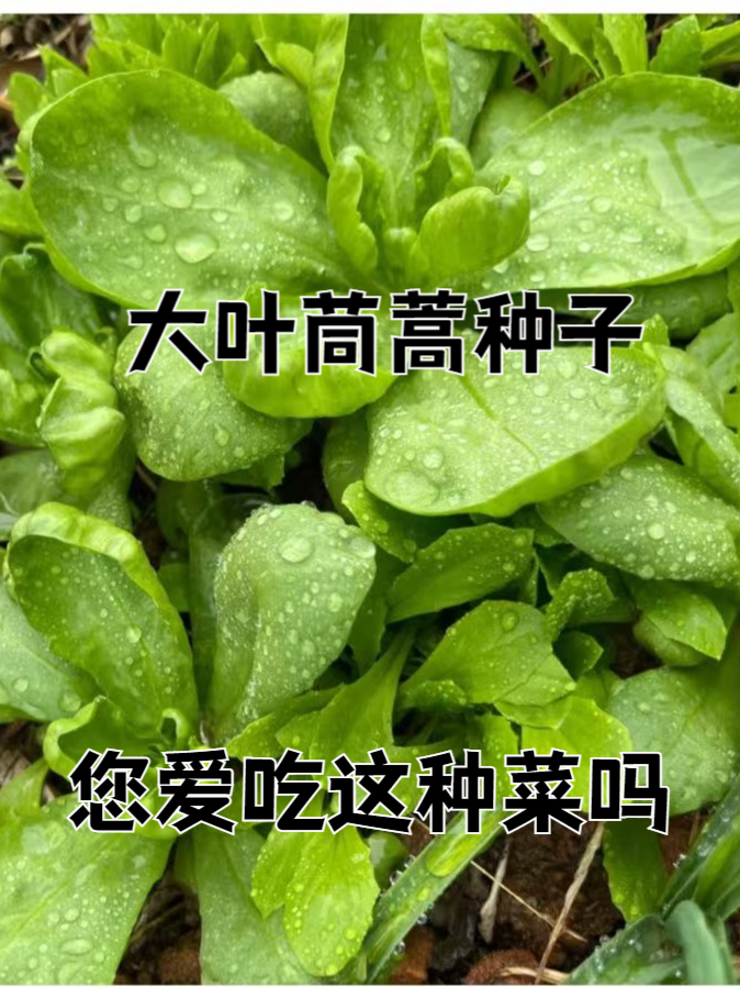 退休生活新乐趣:种一盆大叶茼蒿,吃出营养,收获成就感!