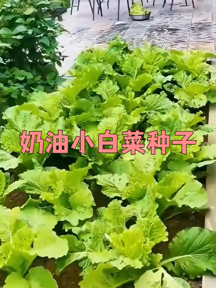 四季奶油小白菜种子,清脆可口好种