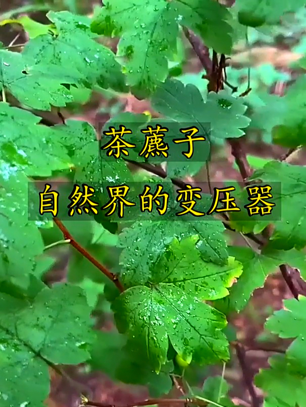 茶藨子也叫黑加仑,吃了油腻的东西感觉不消化,试试来点茶藨子