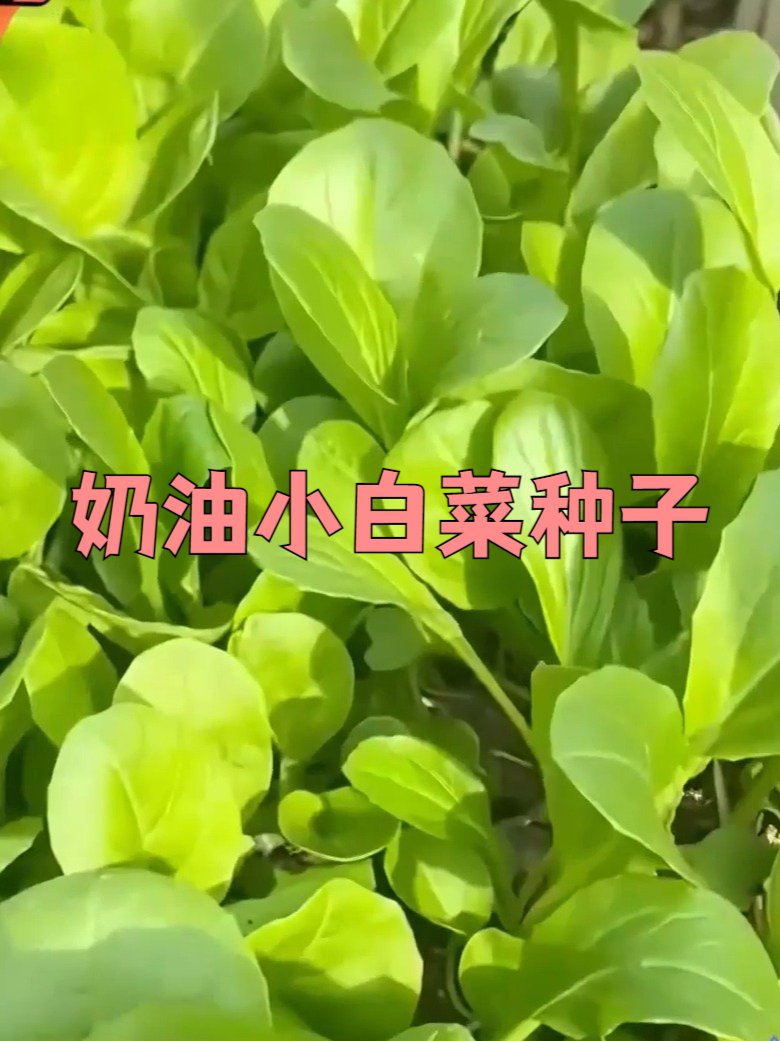 选奶油小白菜种子,自然种植收获安心美味