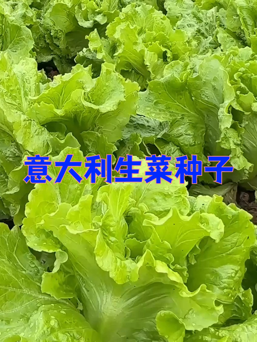 新手也能种好意大利生菜种子,简单又省心