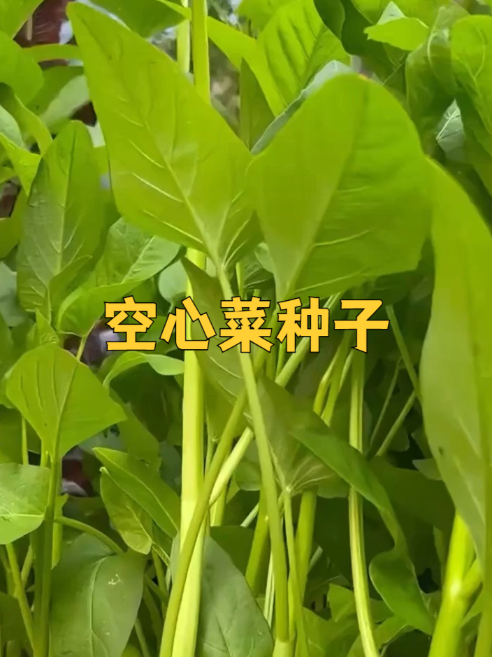 轻松种空心菜,就这几步超容易