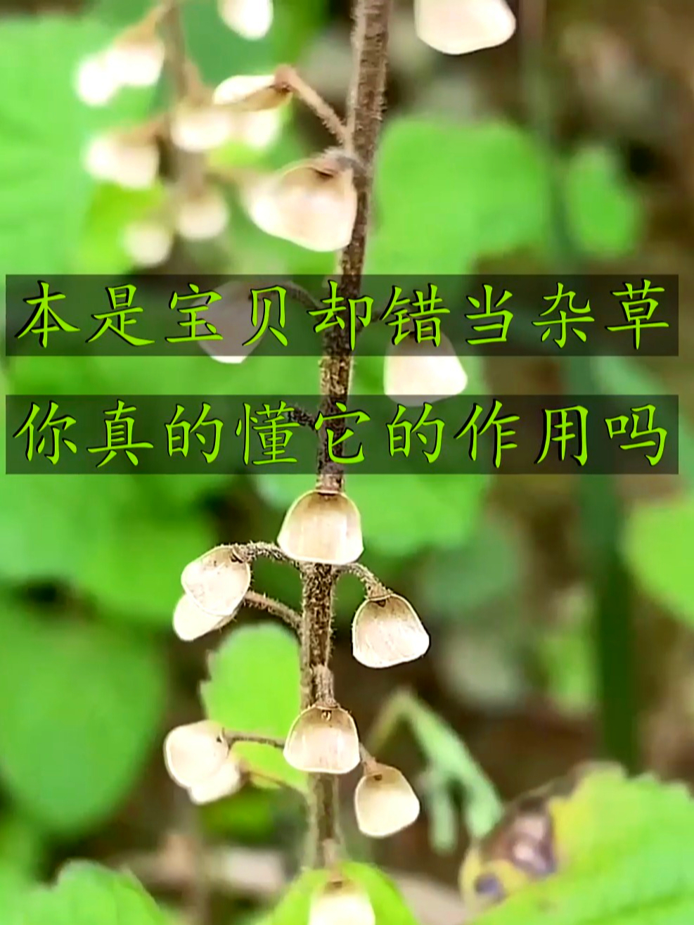 韩信草也叫大力草,夏天热得受不了的时候,可以泡上一壶韩信草茶