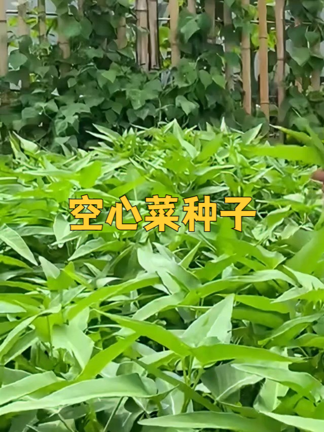 从种子到餐桌,空心菜收获满满