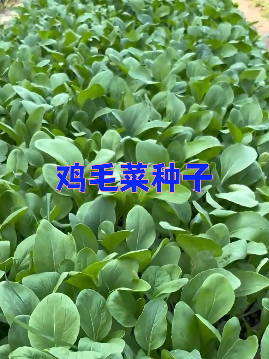 高产鸡毛菜种子,小小面积大丰收