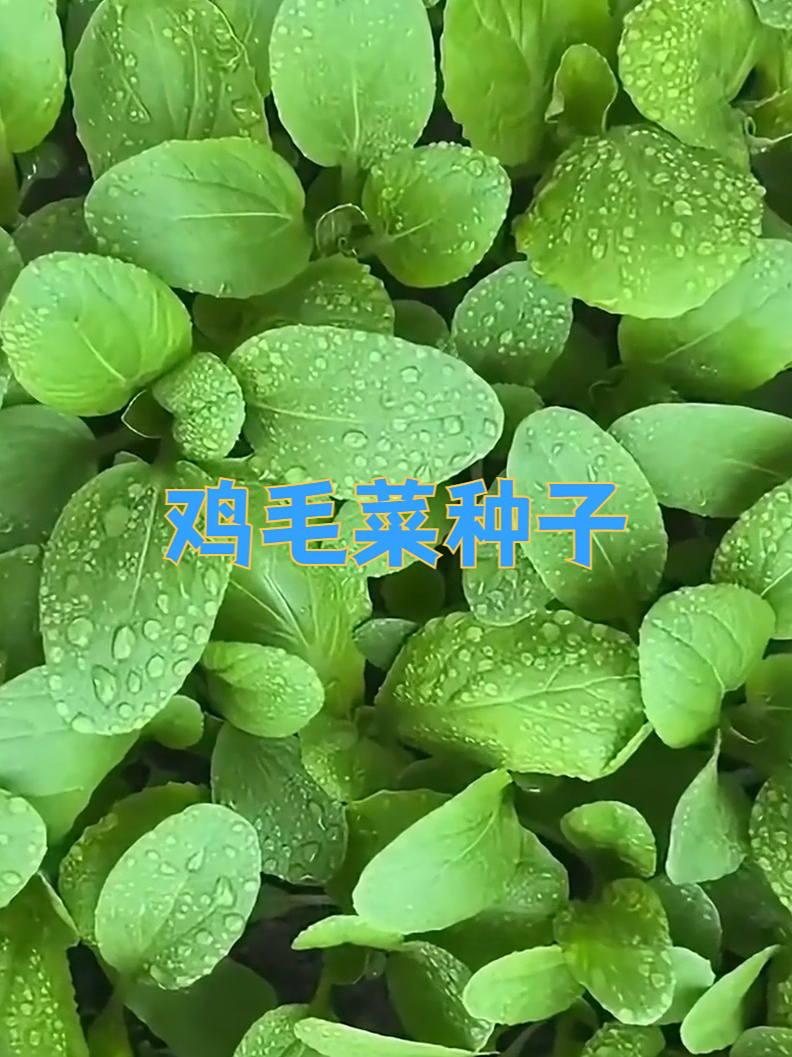 生长迅速、品质优良的鸡毛菜种子