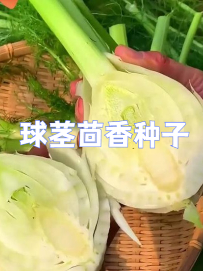 天然球茎茴香种子,自然种植出放心好菜