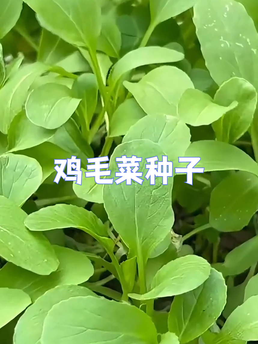 快速出芽鸡毛菜种子,开启种植好心情