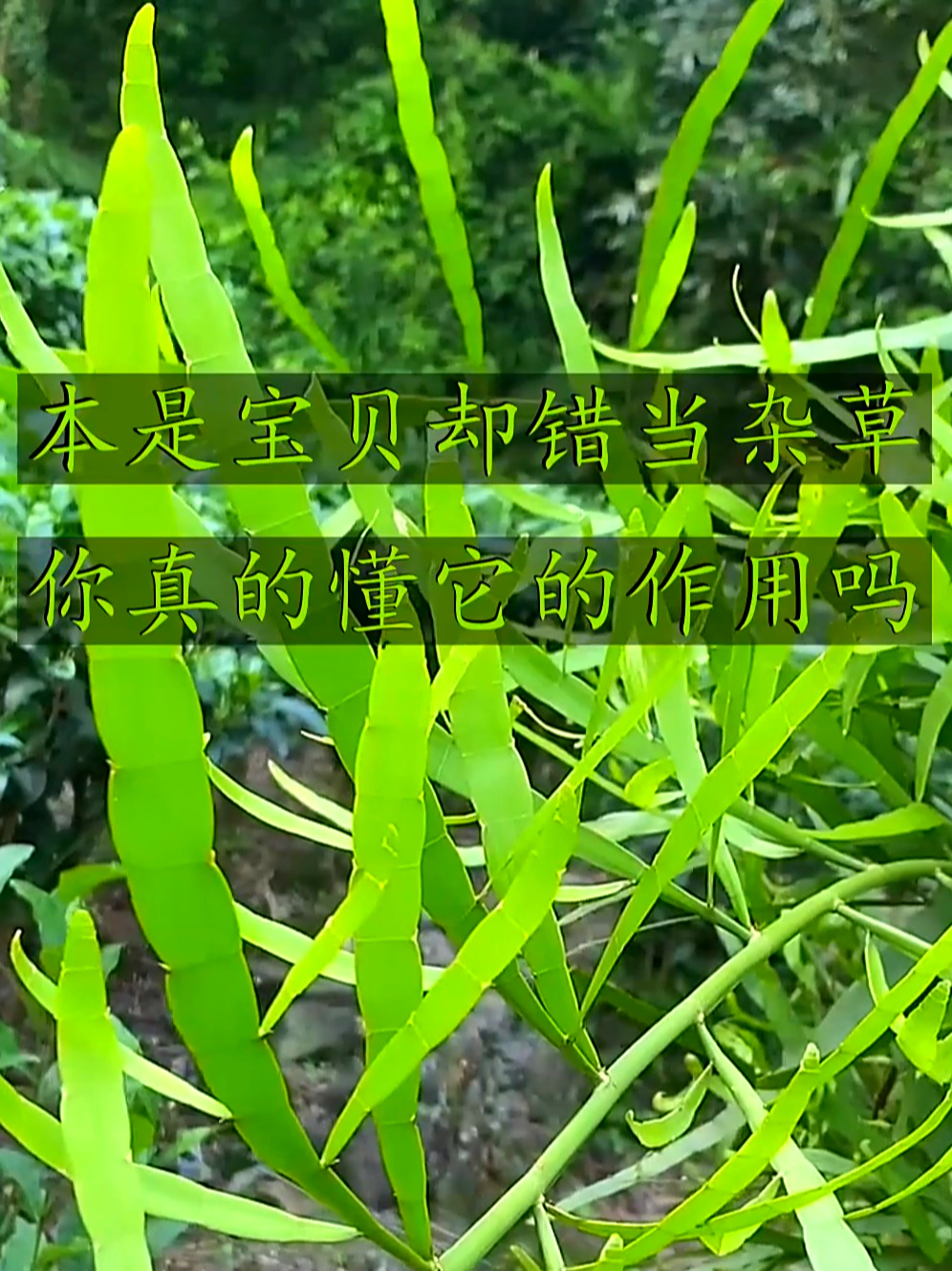 竹节蓼也叫竹节菜,家里养点不仅能装点环境,还能增添生活情趣