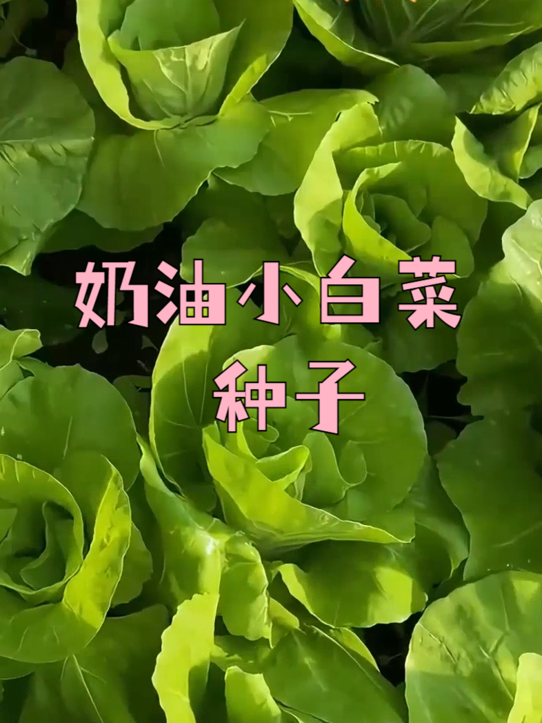 想要特别快吃上自己种的菜,那就种这款奶油白菜