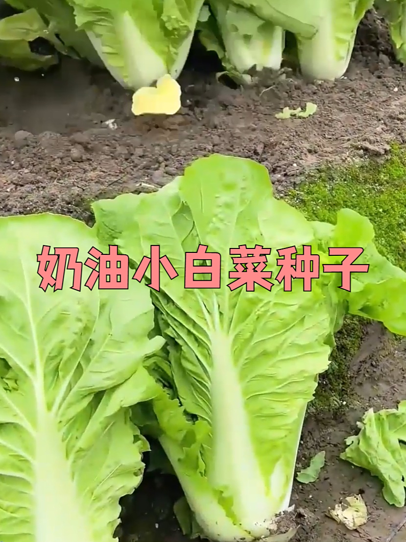 四季奶油小白菜香味浓郁,喜欢的赶紧种起来吧