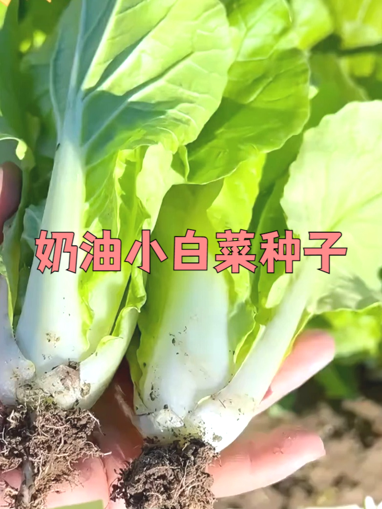 用自然种植的奶油小白菜种子,收获放心美味