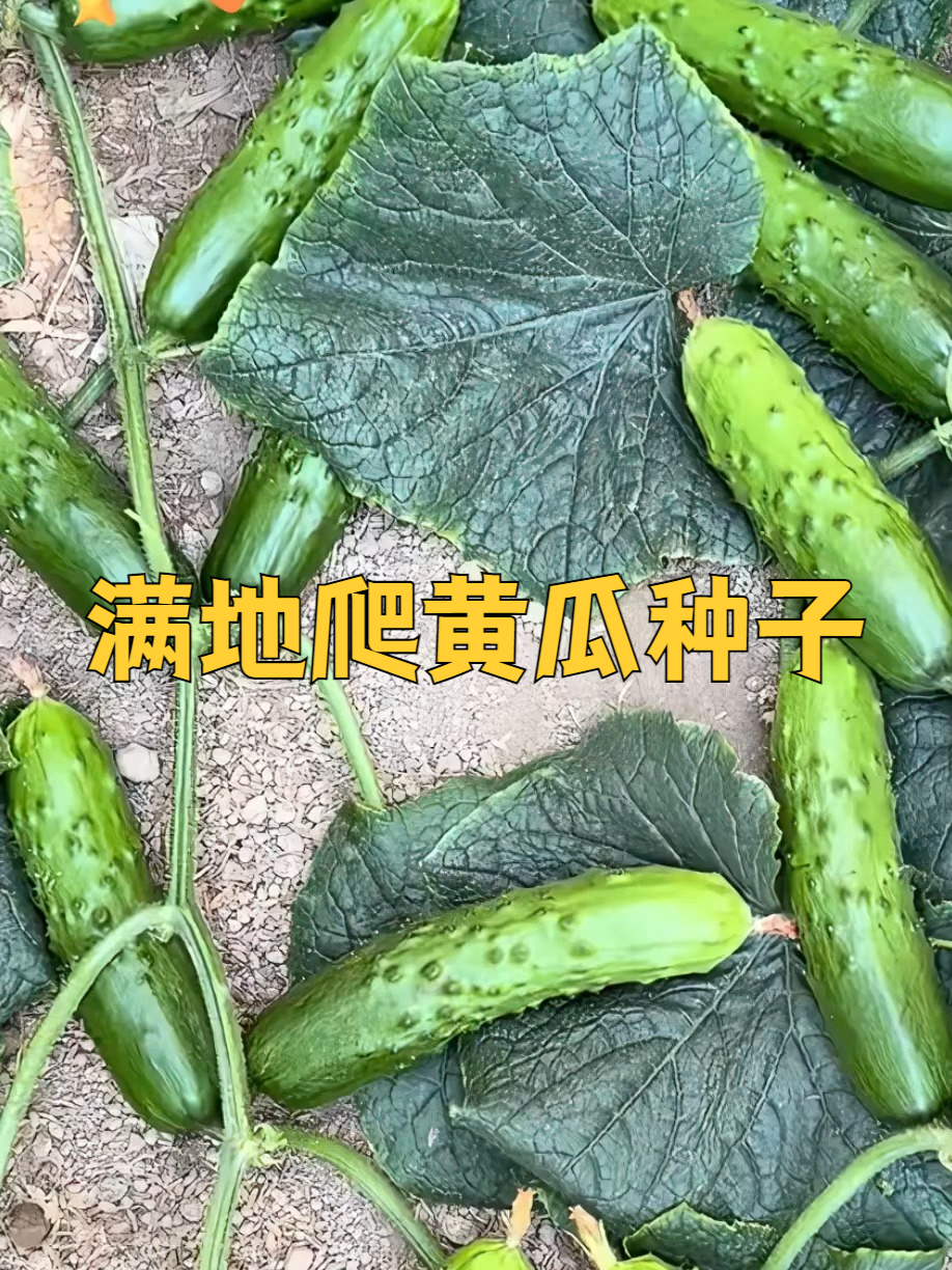 种下满地爬黄瓜种子,收获纯天然绿色蔬菜