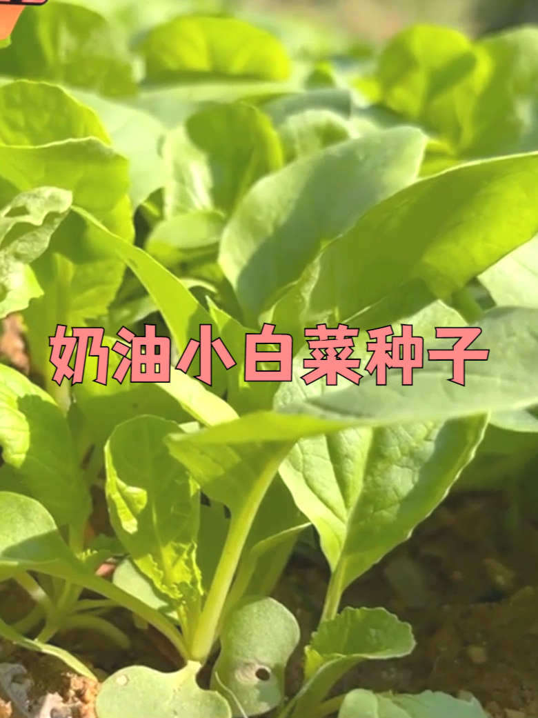 放心种!奶油小白菜种子,全程自然种植超安全