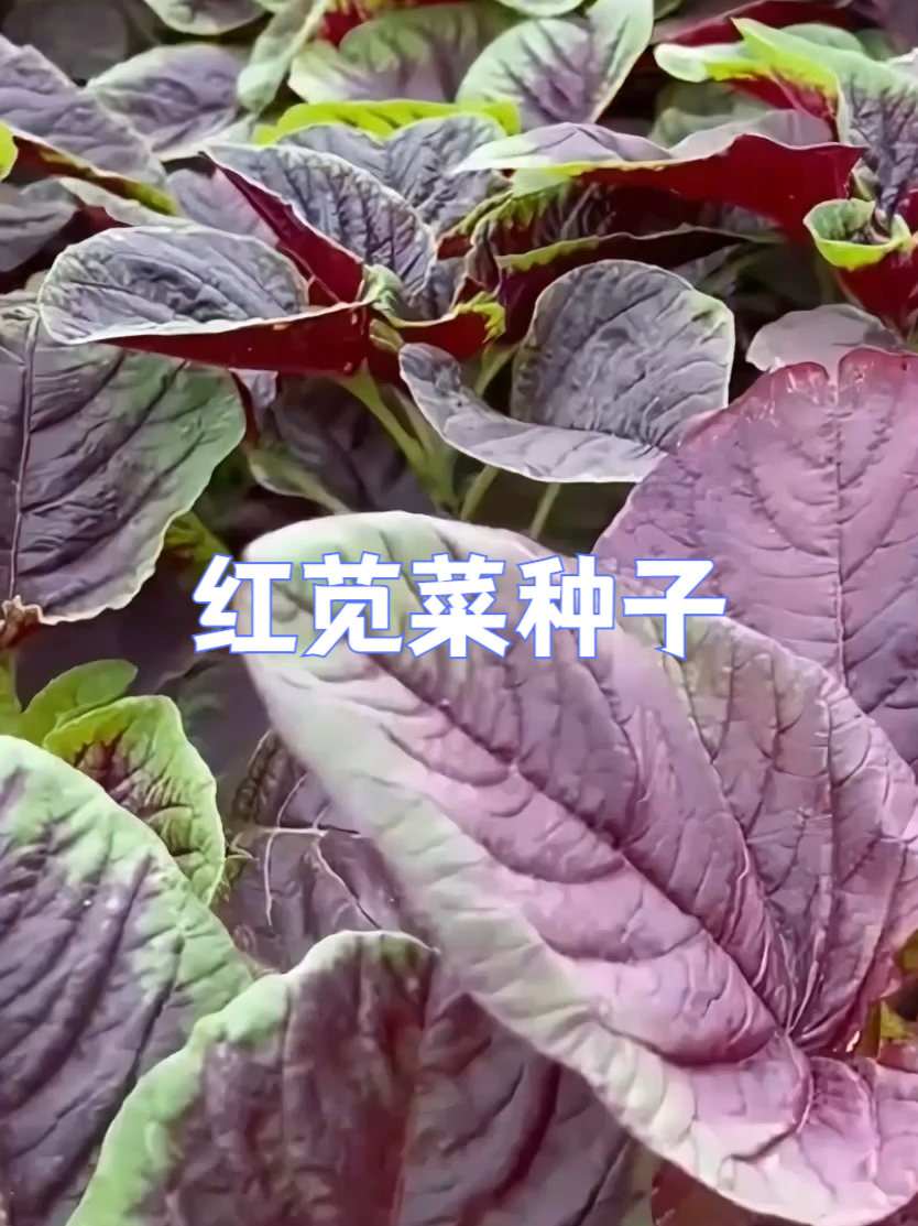 不用精心伺候!懒人专属红苋菜种子,易种植,好管理