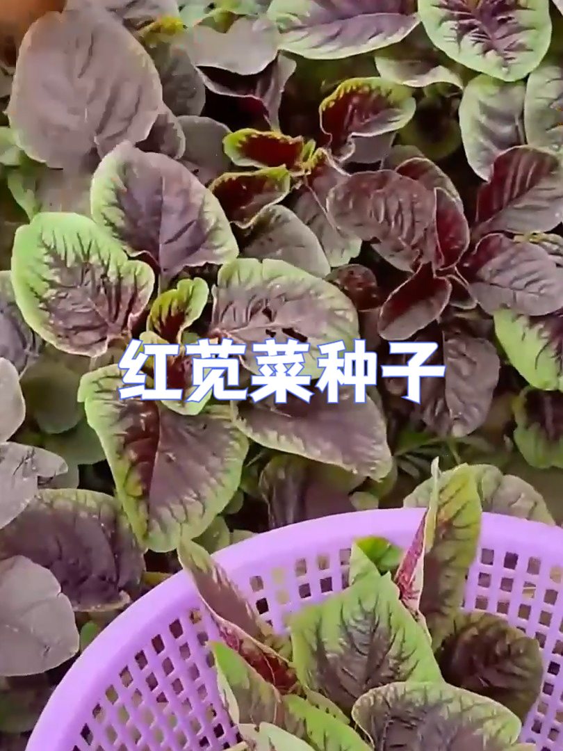 春季种菜首选!红苋菜种子种起来