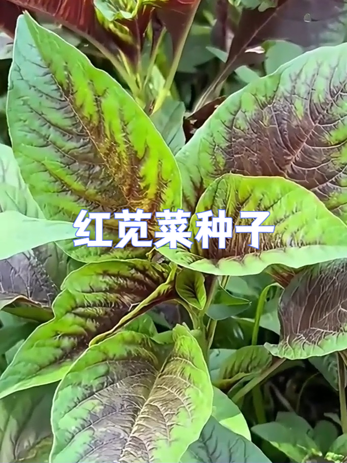 给阳台添一抹红!红苋菜种子来报道