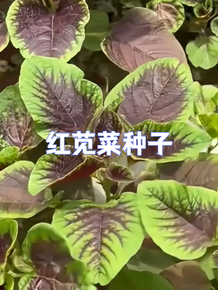 富含维 C 的红苋菜种子,为家人健康加分