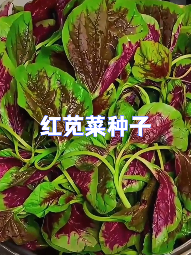 红苋菜种子——蔬菜界的 “小惊喜”