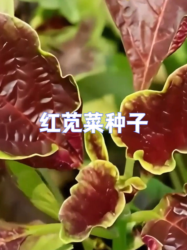 发芽率超高!红苋菜种子闭眼入