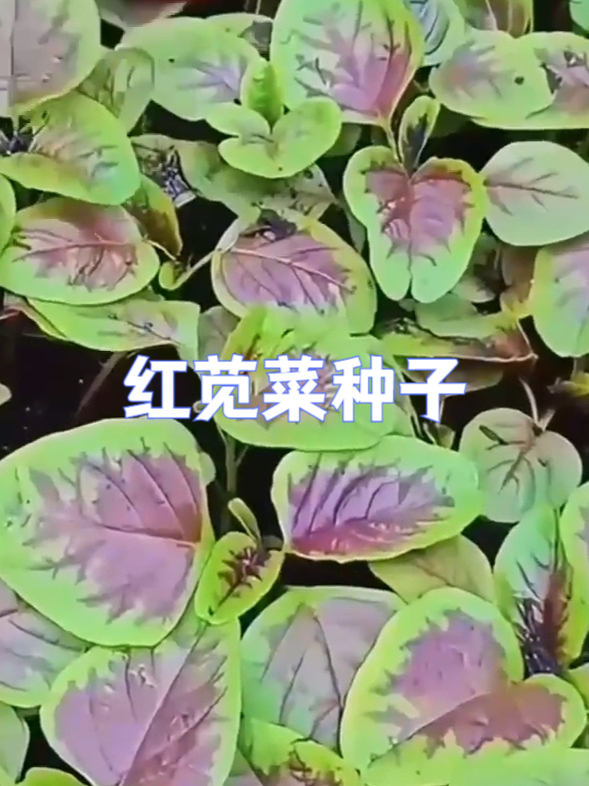 春播正当时,红苋菜种子别错过