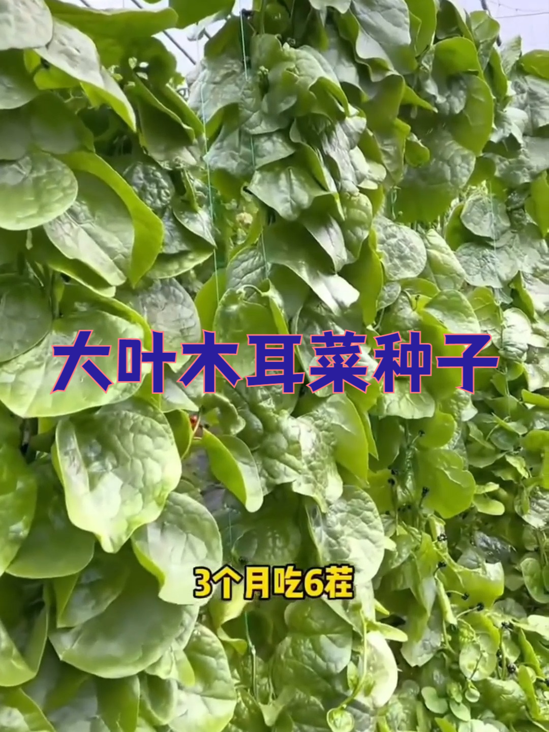 抢订大叶木耳菜种子,种出全家都爱的菜