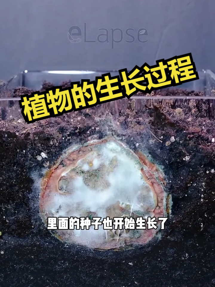 植物的生长过程很有趣