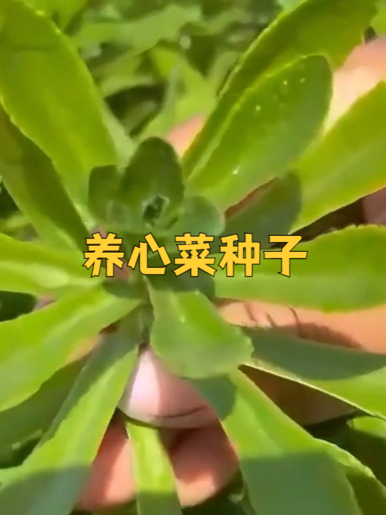 宅家种养心菜,解锁田园慢生活