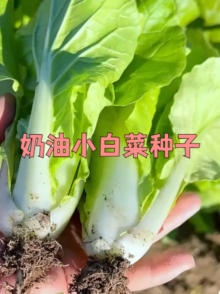 咦?奶油小白菜种子自然种,安全放心有妙招!