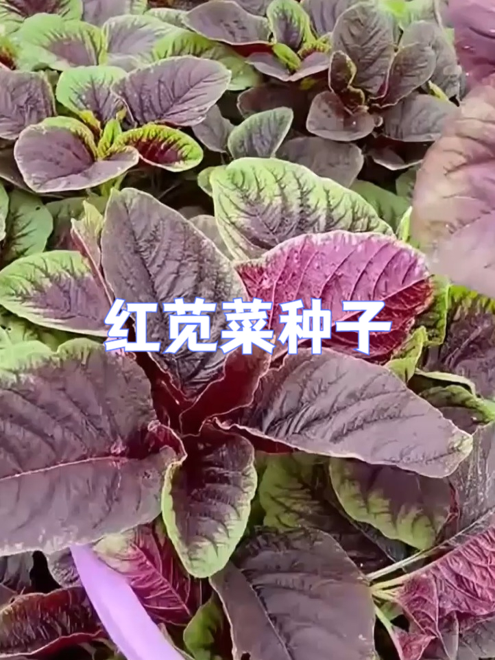 天然补铁红苋菜种子,守护全家健康