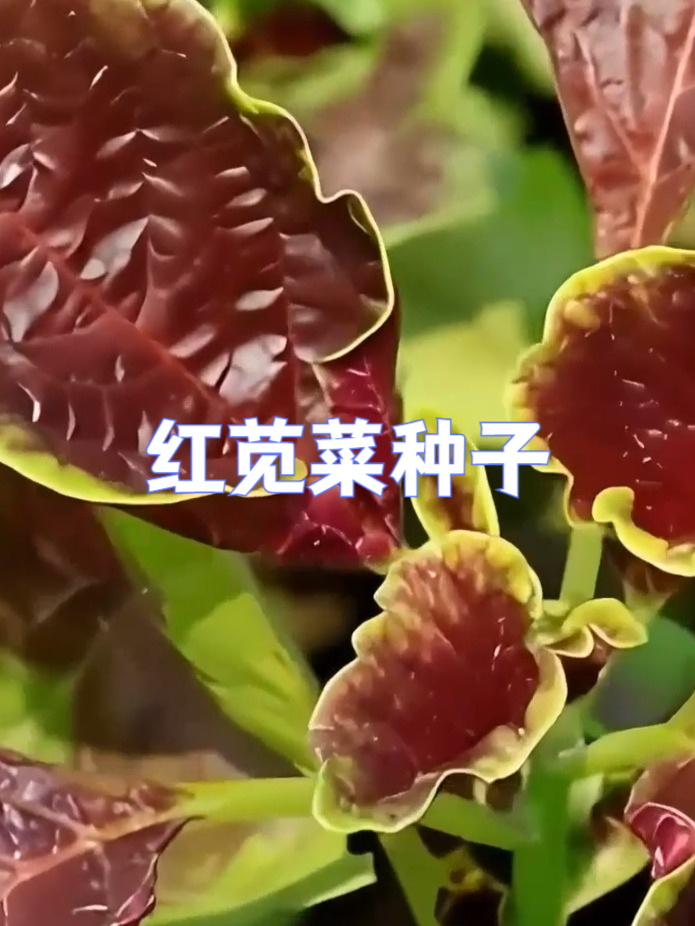 新手必备!易种活的红苋菜种子