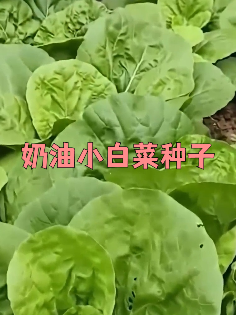 不管啥土都疯长!奶油小白菜种子种出丰收奇迹