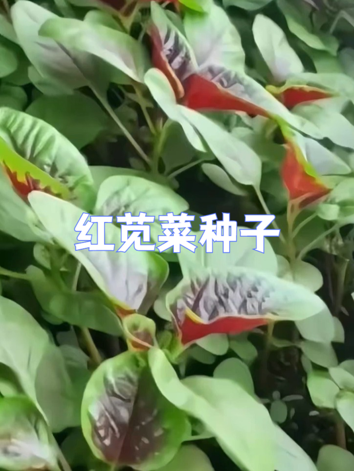 采摘园必备!色泽诱人红苋菜种子