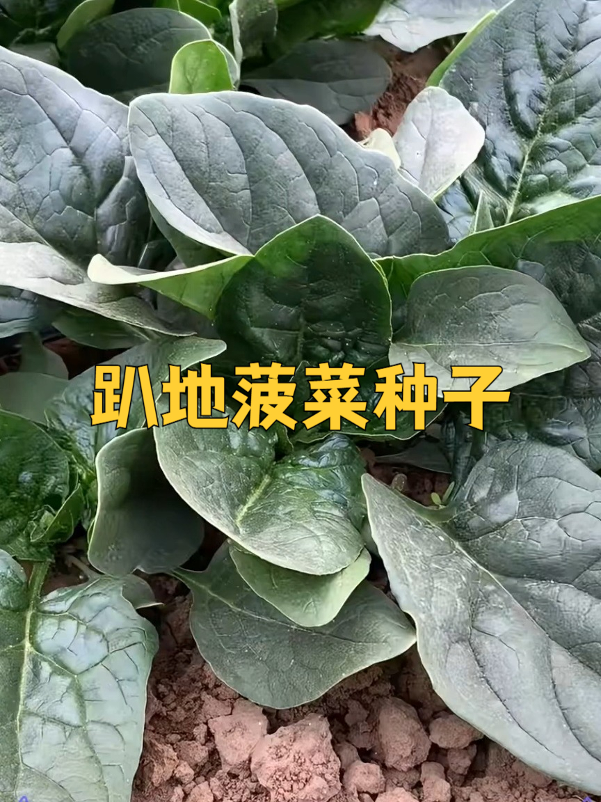 种趴地菠菜,超简单