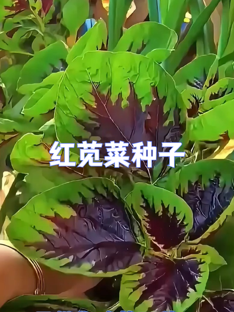 花青素满满的红苋菜种子,种出健康好菜