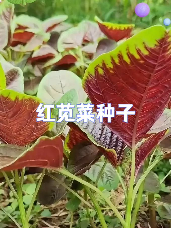 种健康!营养丰富红苋菜种子带回家