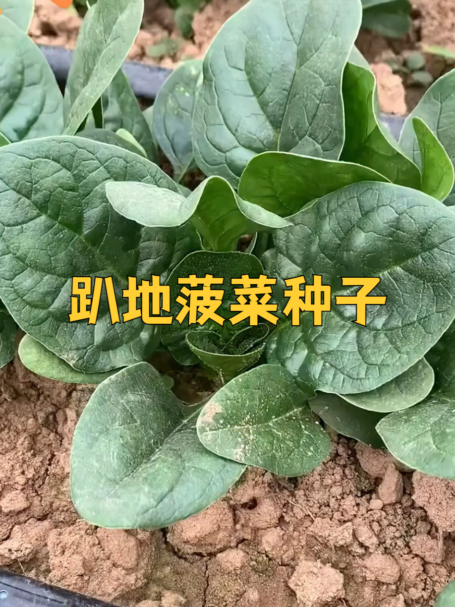 趴地菠菜,多汁的味觉新宠