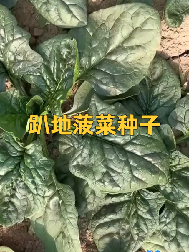 趴地菠菜:鲜嫩口感,一口难忘