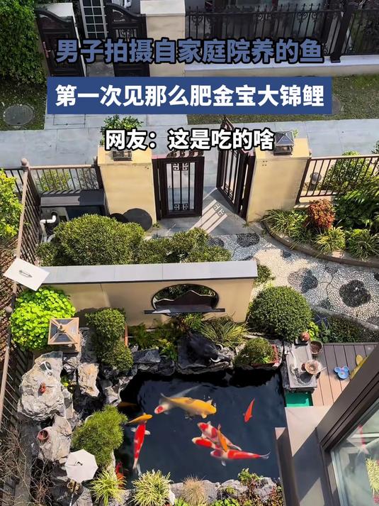 男子拍摄自家庭院养的鱼,第一次见那么肥金宝大锦鲤