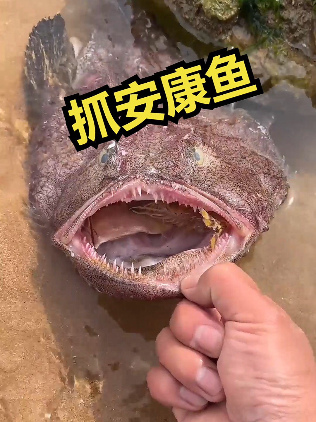 赶海觅食,抓安康鱼